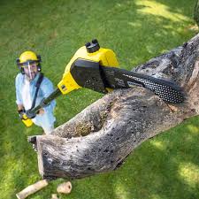 Why Choose Our Tree Removal Services in Mountain Green, UT?